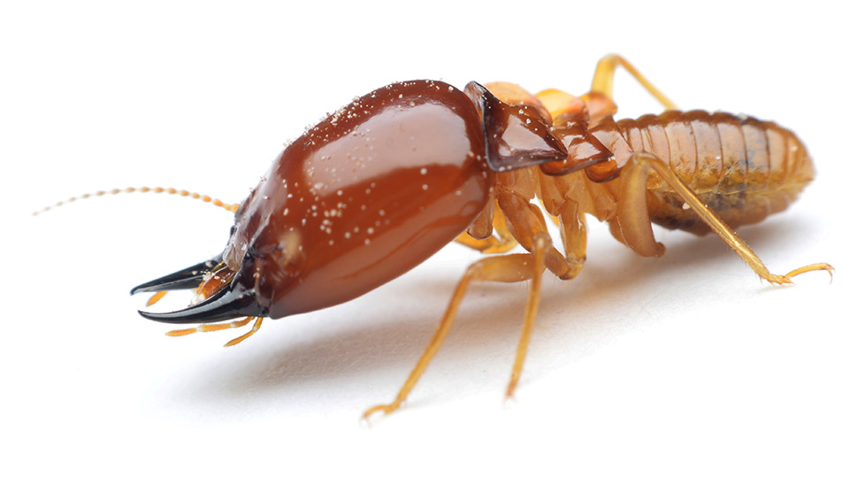 Signs of Termites in Your Home Clancy Brothers Pest Control